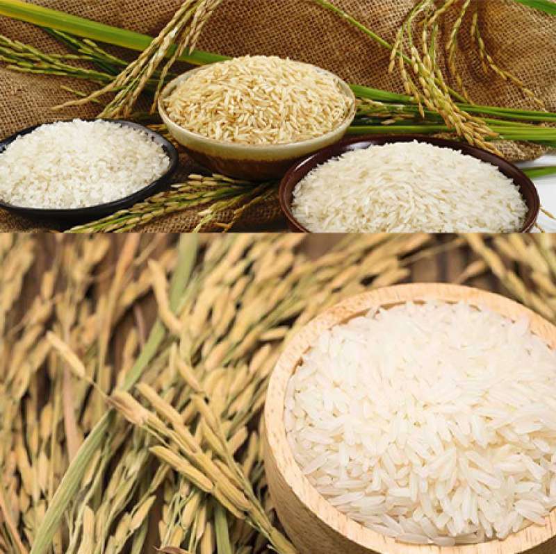 قیمت برنج  طارم هاشمی درجه یک |معرفی و خرید برنج برند تندیس 